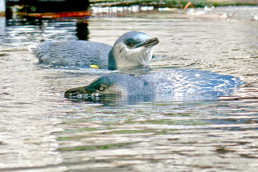 Home.Exchange.Melbourne.Zoo