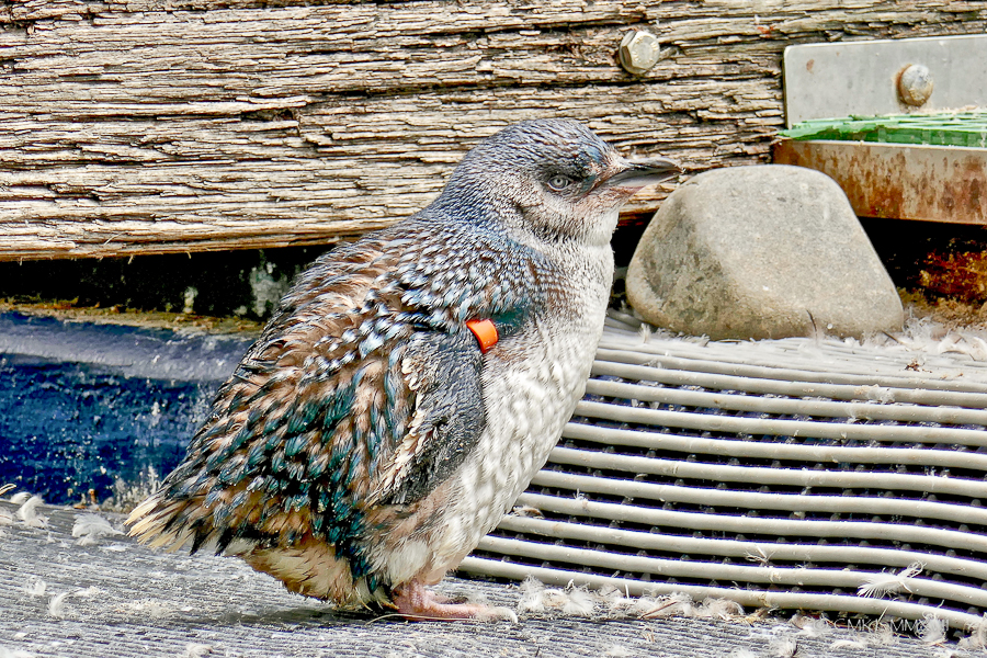 Home.Exchange.Melbourne.Zoo