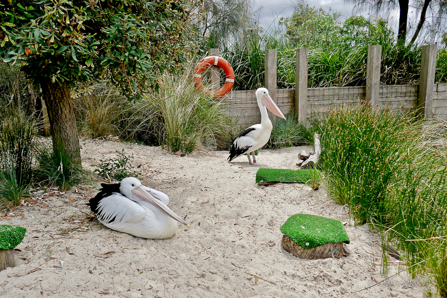 Home.Exchange.Melbourne.Zoo
