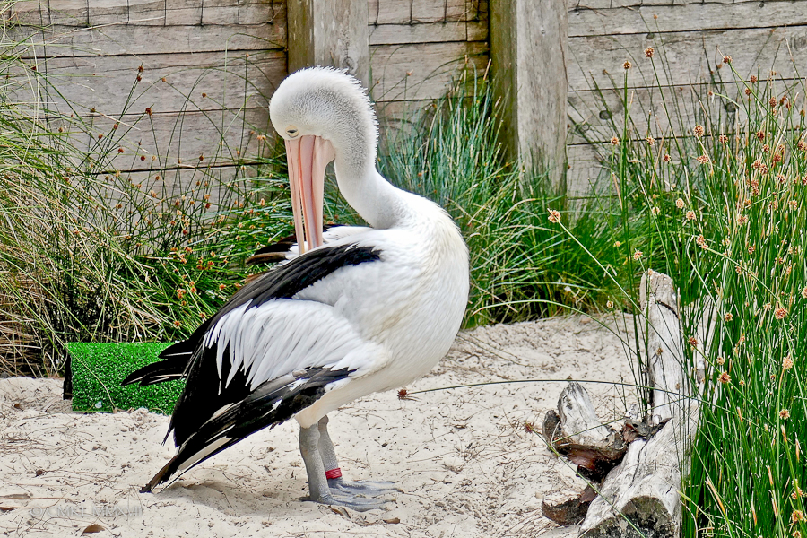 Home.Exchange.Melbourne.Zoo
