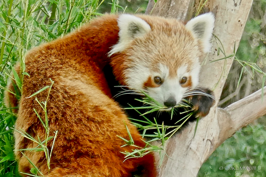Home.Exchange.Melbourne.Zoo