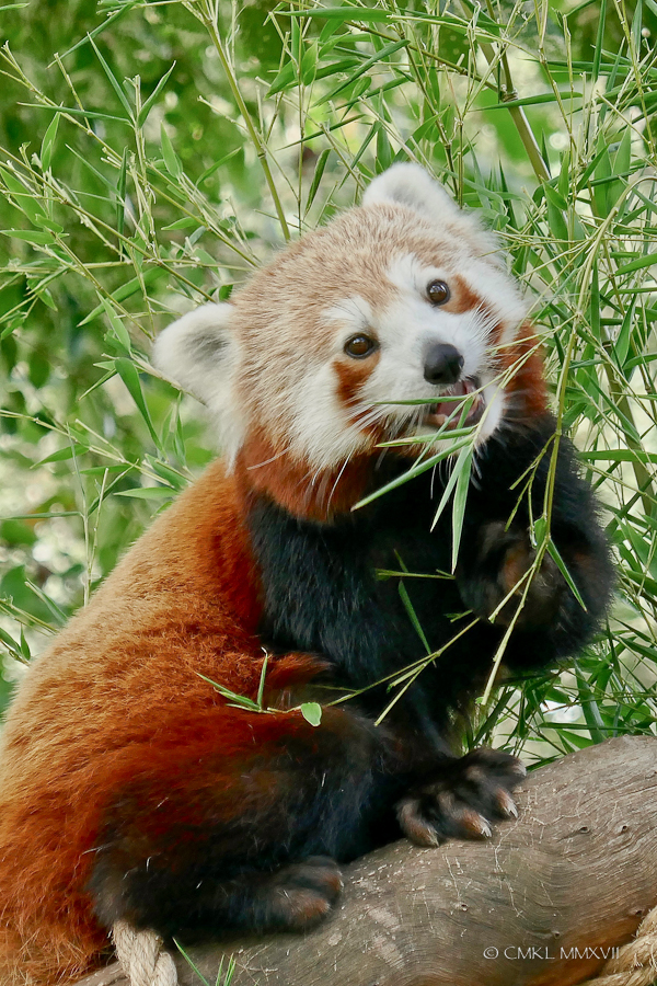 Home.Exchange.Melbourne.Zoo