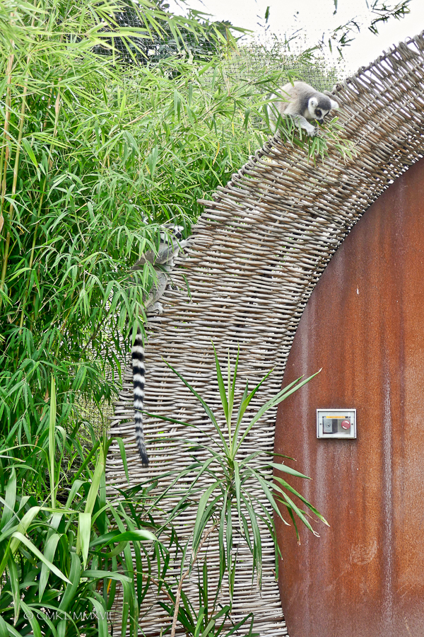 Home.Exchange.Melbourne.Zoo