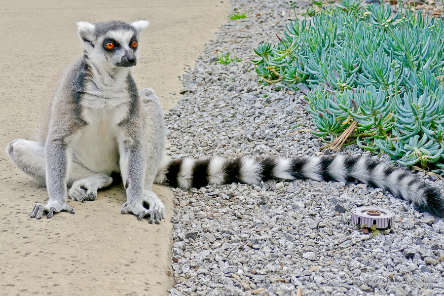 Home.Exchange.Melbourne.Zoo