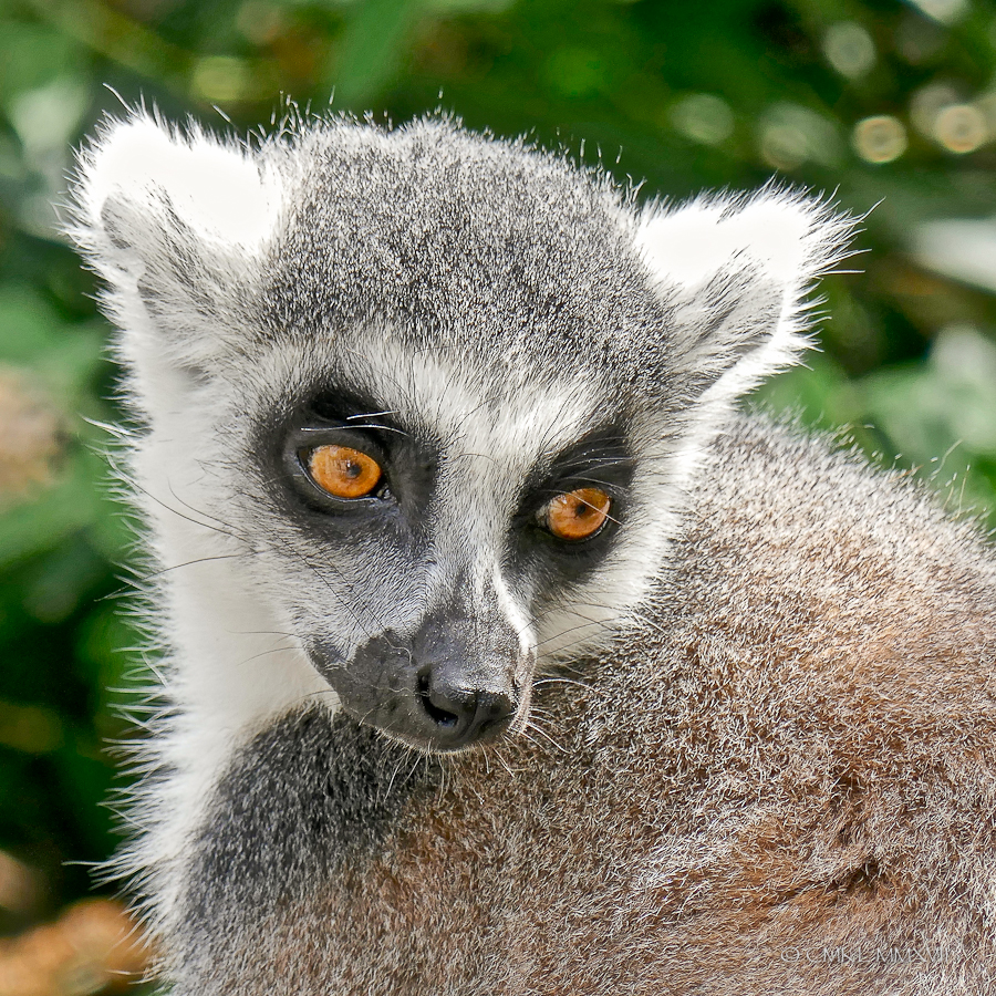Home.Exchange.Melbourne.Zoo