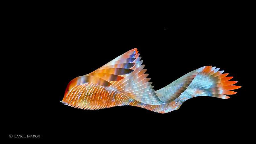 Home.Exchange.Melbourne.MelbourneMuseum