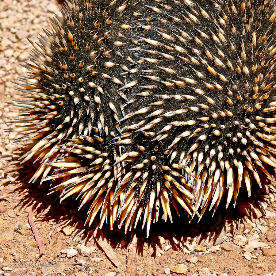 Home.Exchange.Melbourne.Healesville.Sanctuary