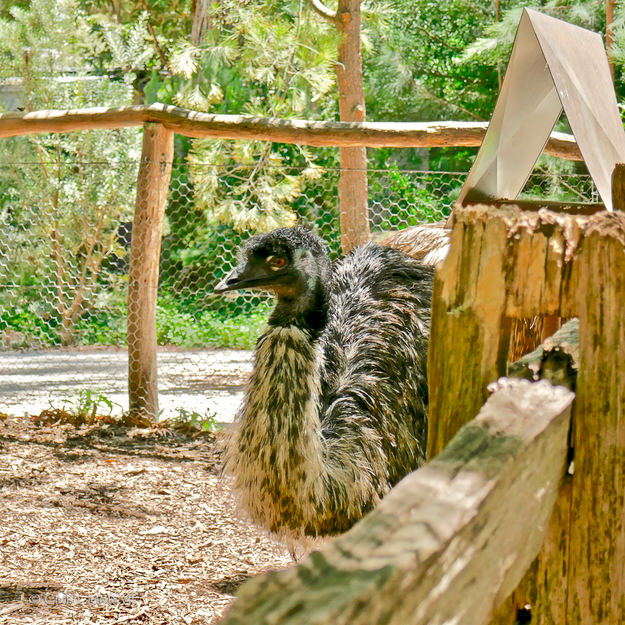 Home.Exchange.Melbourne.Healesville.Sanctuary