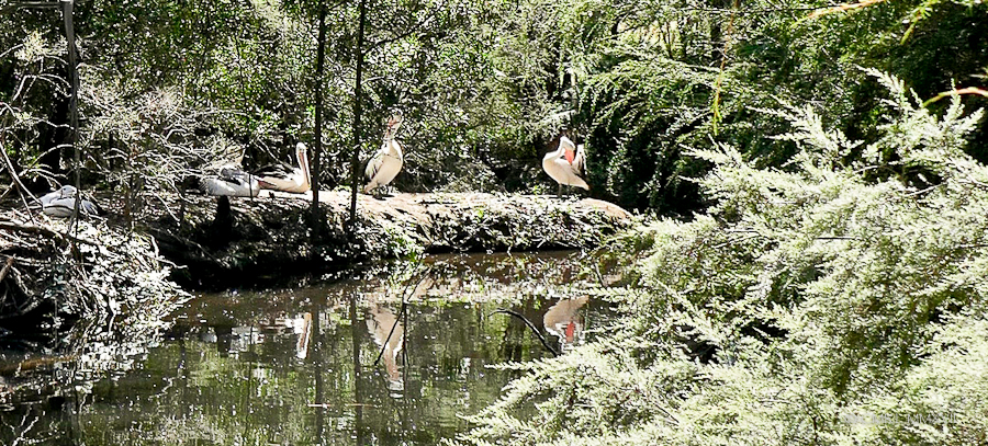 Home.Exchange.Melbourne.Healesville.Sanctuary