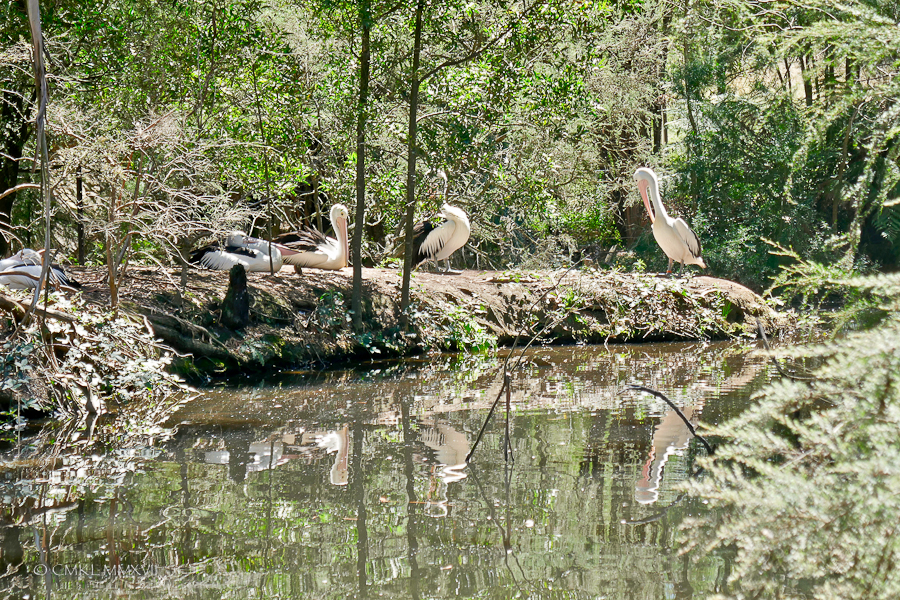 Home.Exchange.Melbourne.Healesville.Sanctuary
