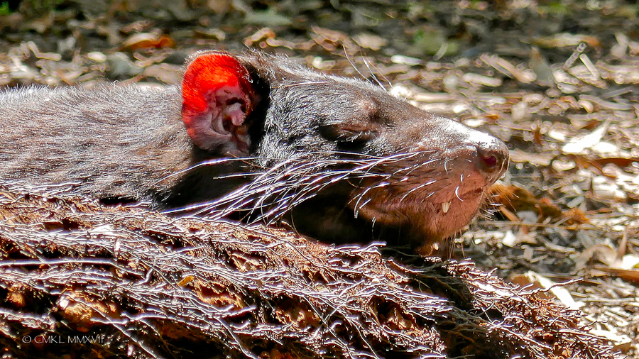 Home.Exchange.Melbourne.Healesville.Sanctuary