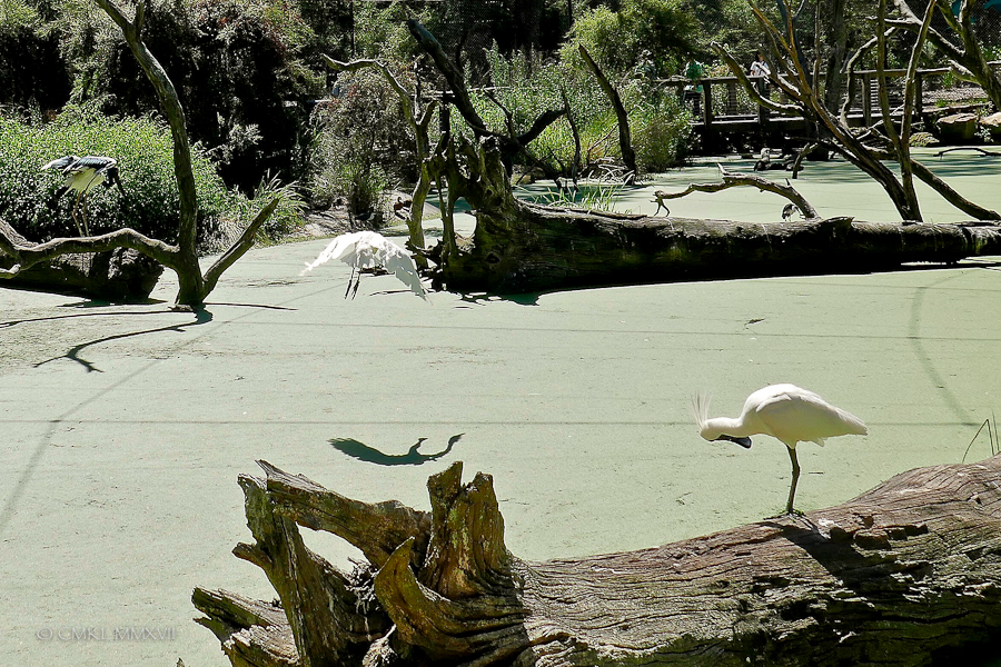 Home.Exchange.Melbourne.Healesville.Sanctuary
