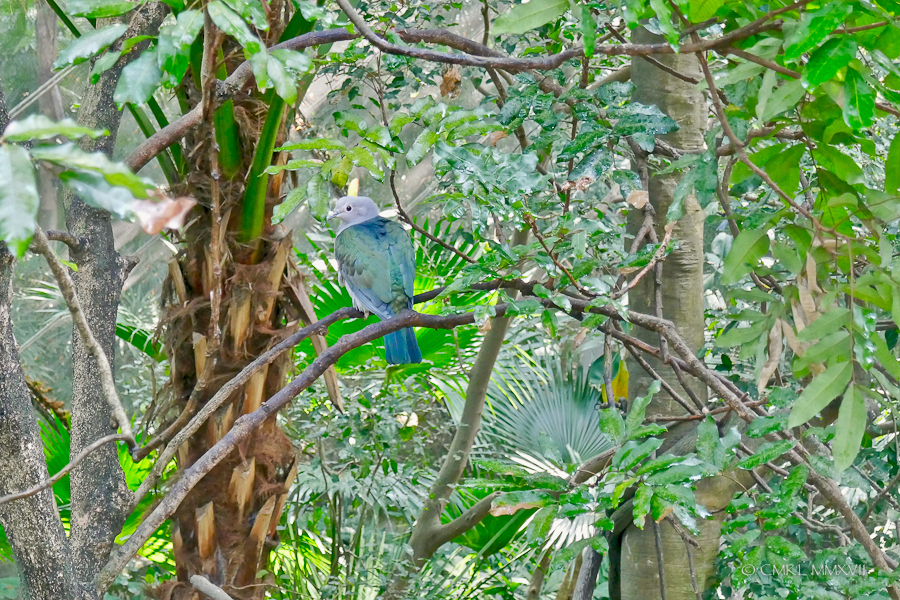 HongKong.Center.46-1200027