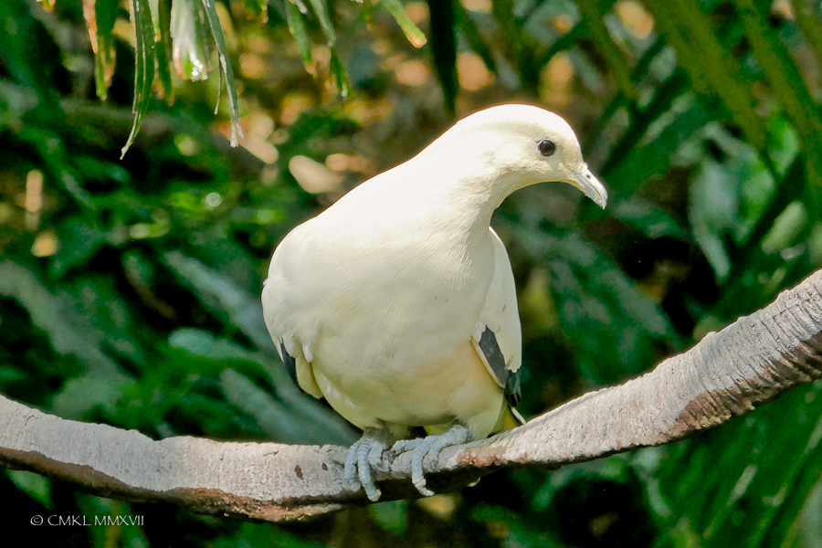 HongKong.Center.58-1200111