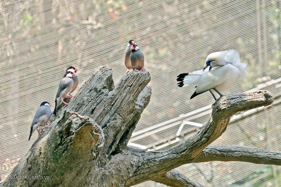 HongKong.Center.81-1200261