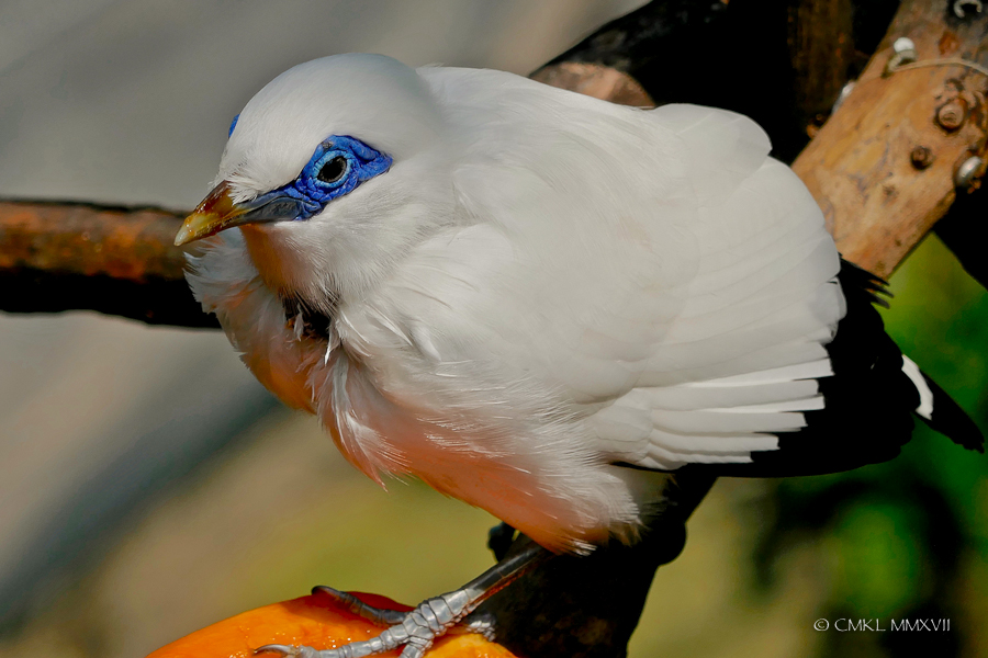 HongKong.Center.89-1200272