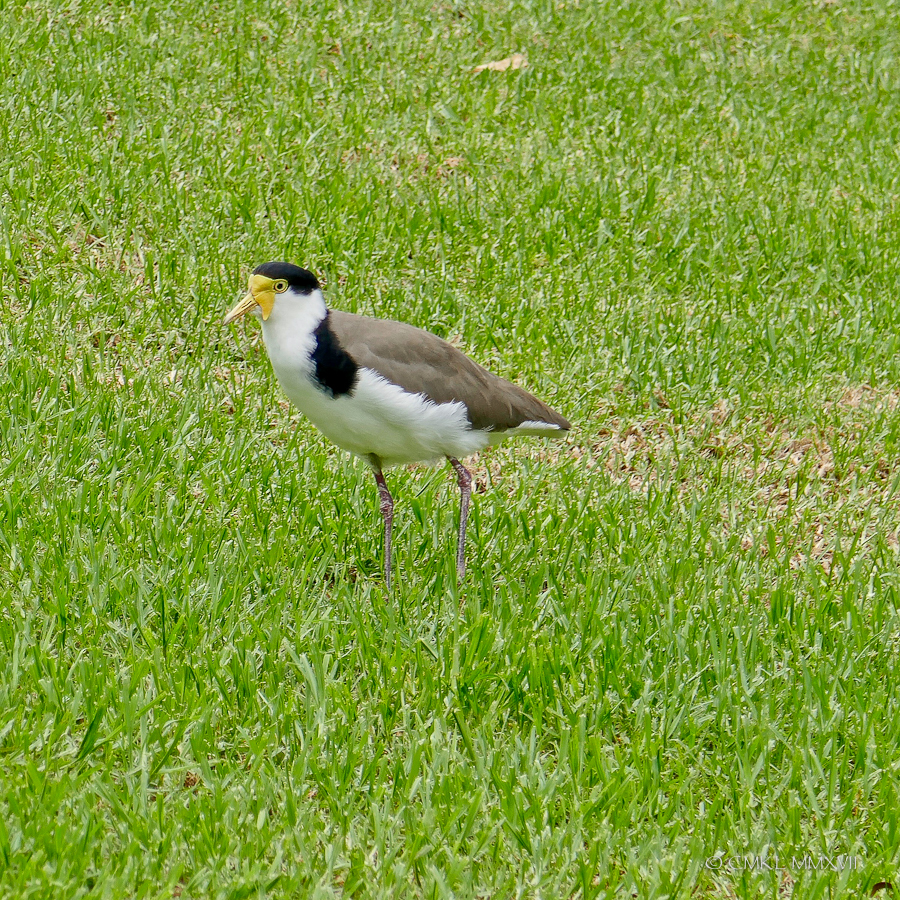 Sydney.Home.Exchange.157-1160712