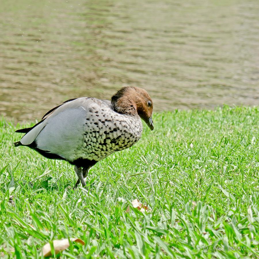 Sydney.Home.Exchange.159-1160726