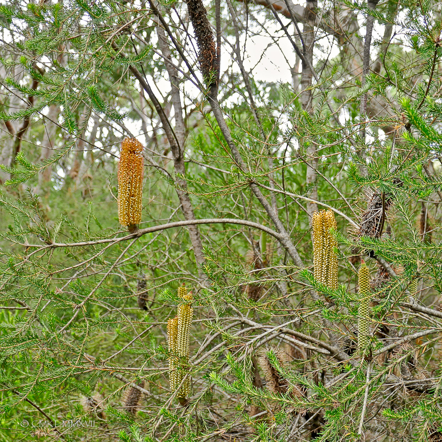 Sydney.Home.Exchange.189-1170173