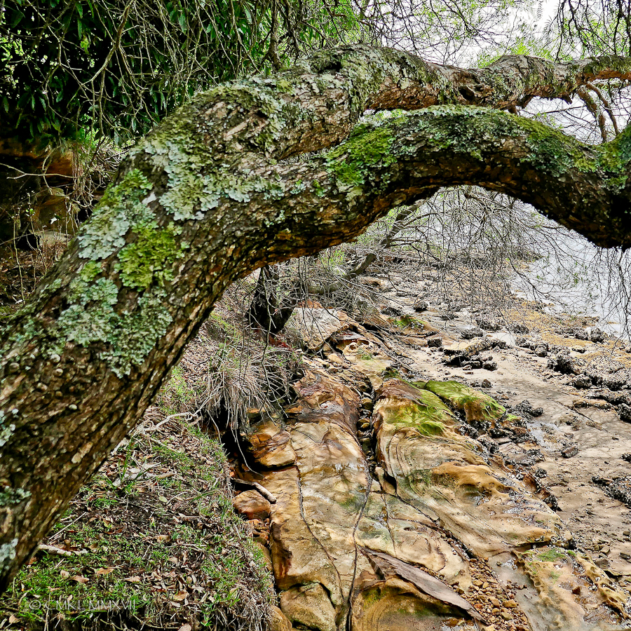 Sydney.Home.Exchange.191-1170185