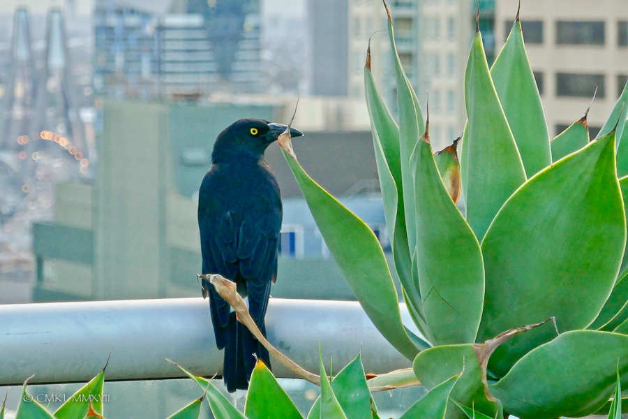 Sydney.Home.Exchange.80-1150382