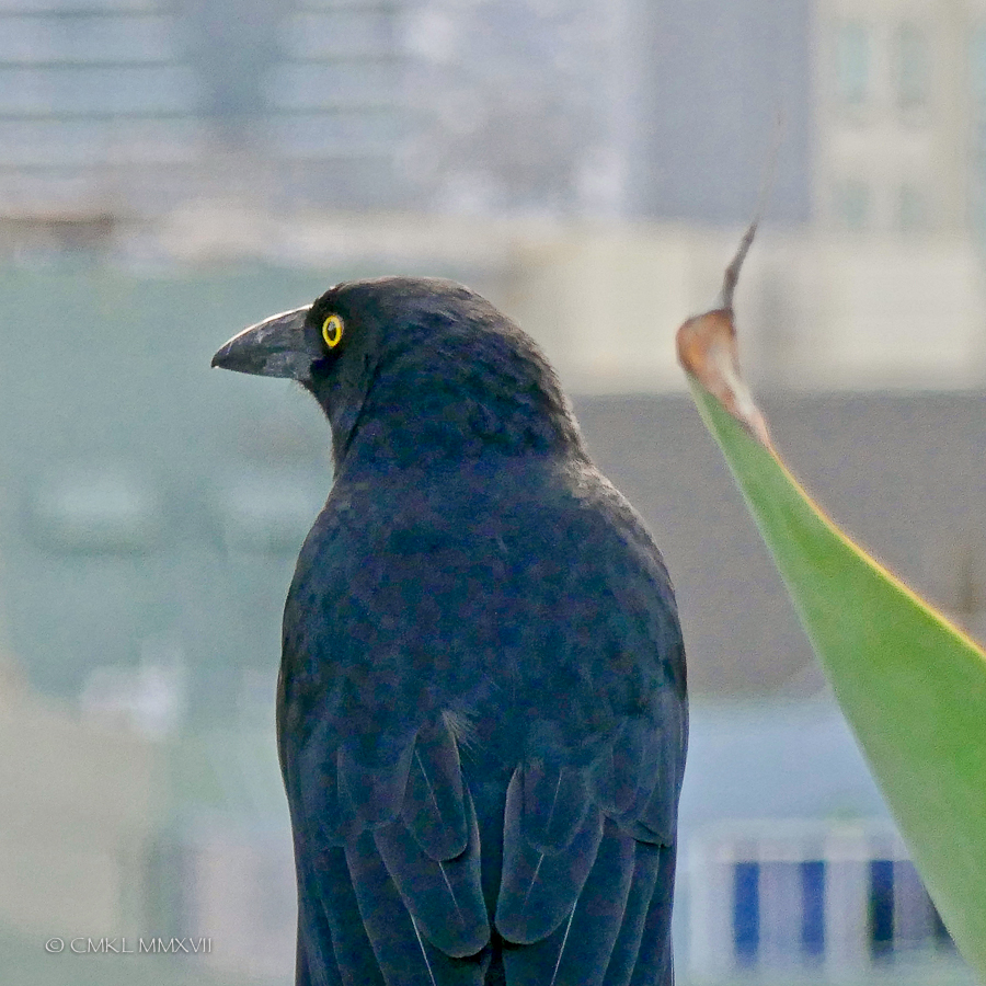 Sydney.Home.Exchange.81-1150394