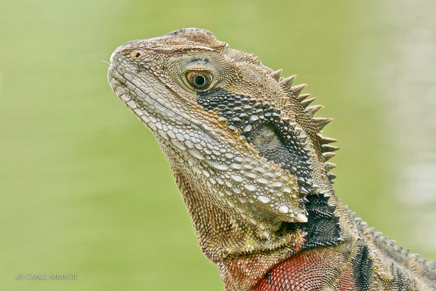 Chinese.Dragon.04-1170460