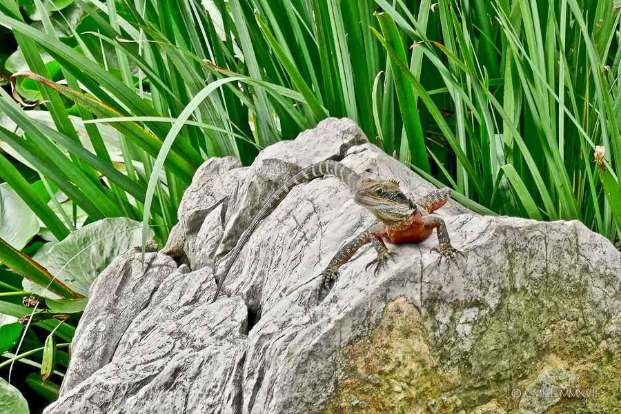 Chinese.Dragon.06-1170472