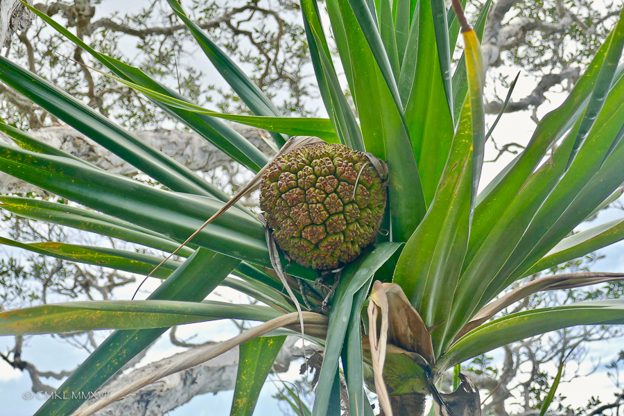 Pelican.Waters.Home.Exchange.23-1180084