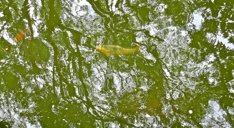 Sydney.Home.Exchange.229-1170397