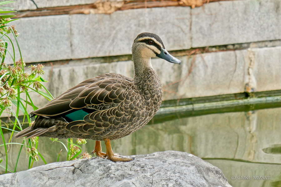 Sydney.Home.Exchange.243-1170468