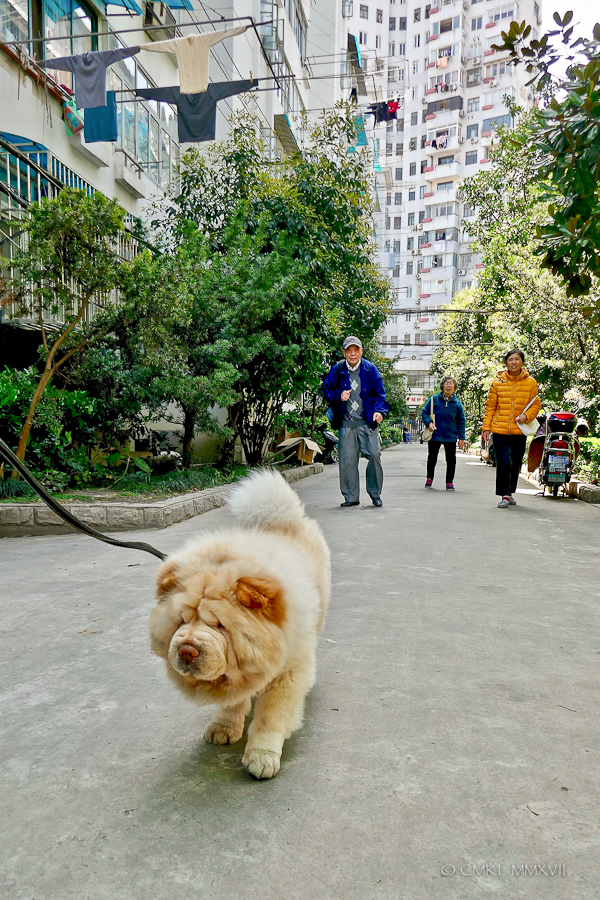 Shanghai.Home.Exchange.69-1210534