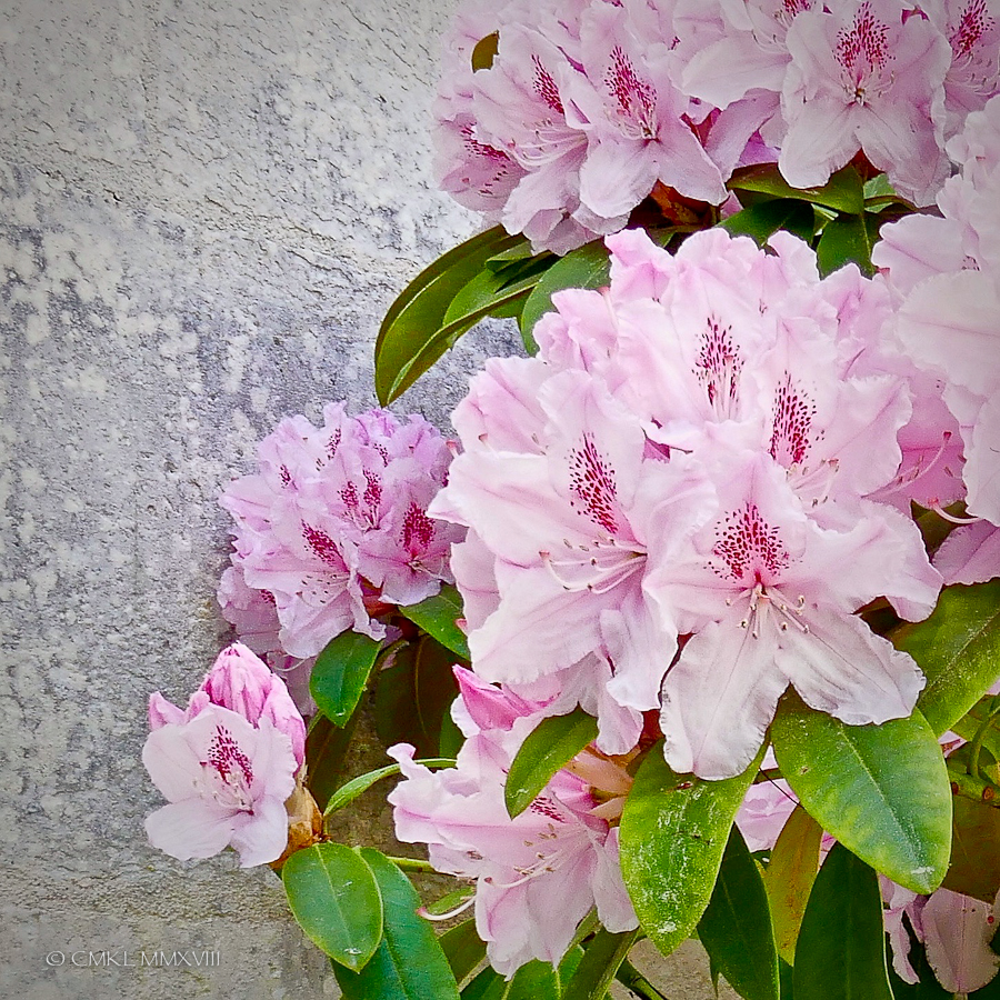 Mirambeau.10-1310852