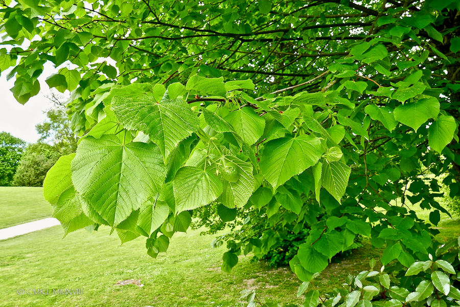 Mirambeau.15-1310835