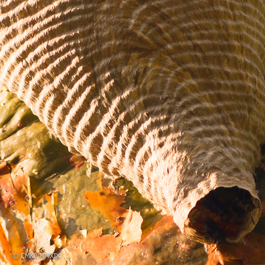 Gumbo-Limbo.Wasp-1030980